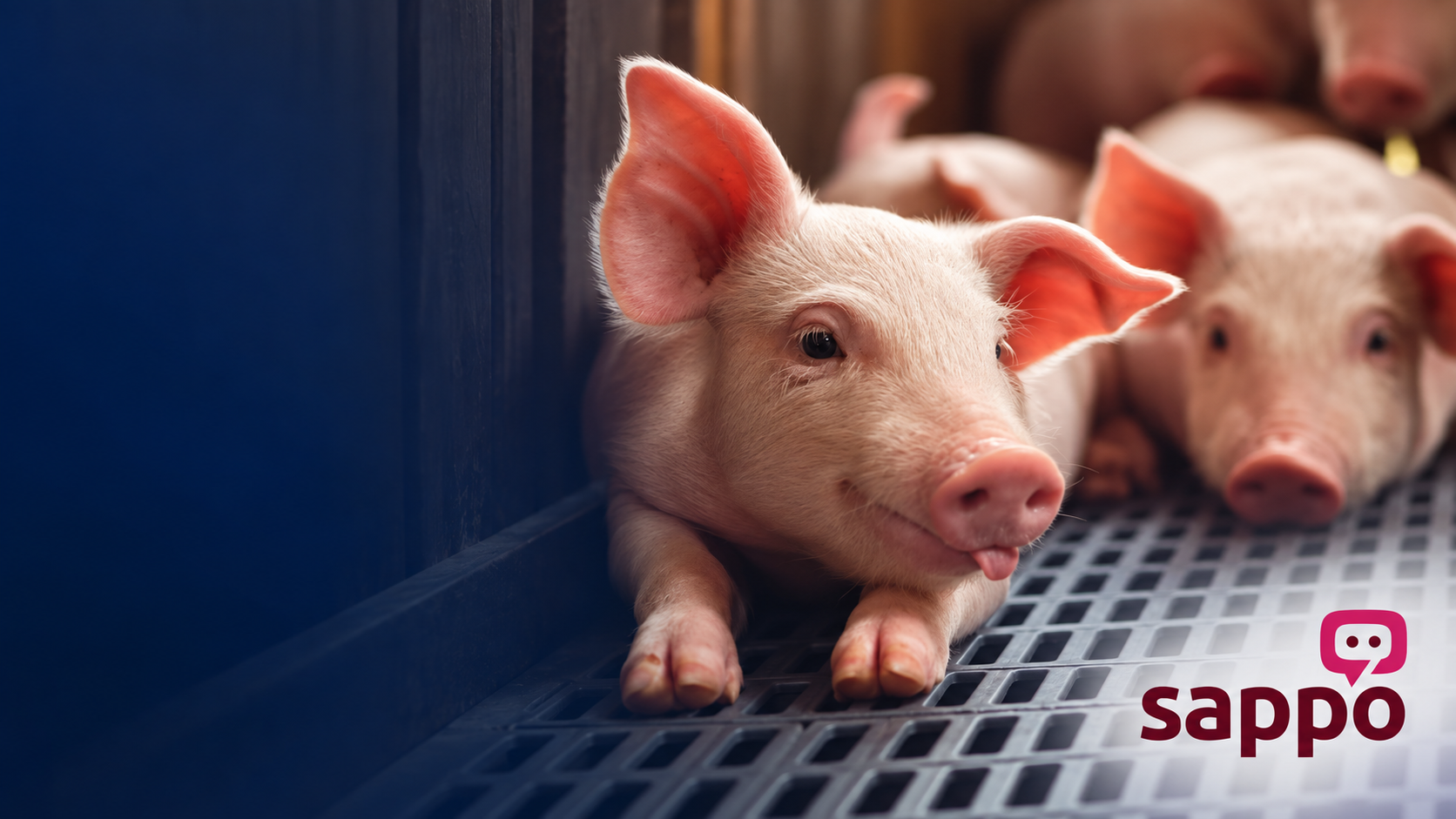 SAPPO Digitises Pork360 Farmer Declarations with 4sign
